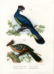 Great Turaco